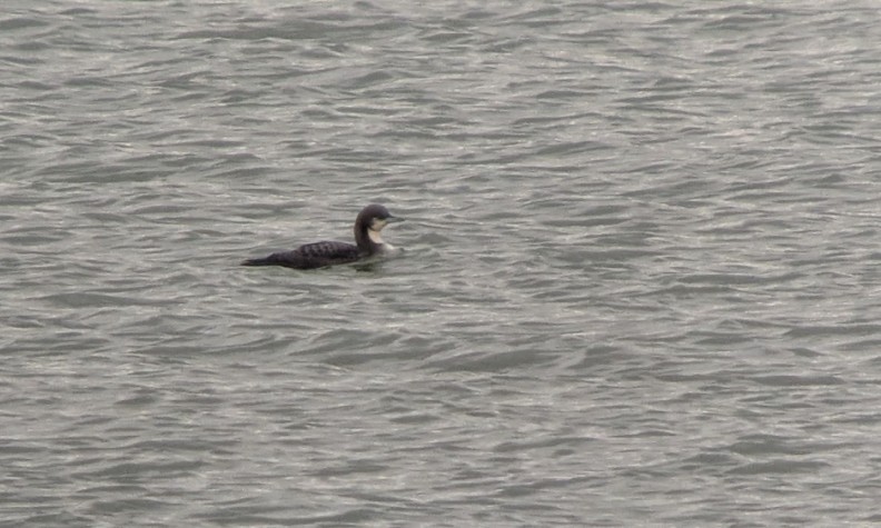 Pacific Loon - ML646670857