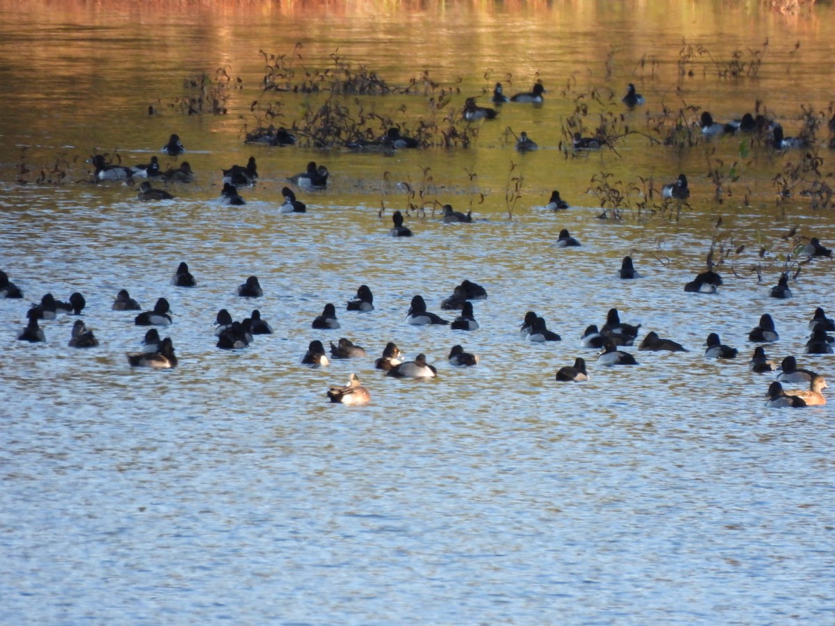 クビワキンクロ - ML646670858