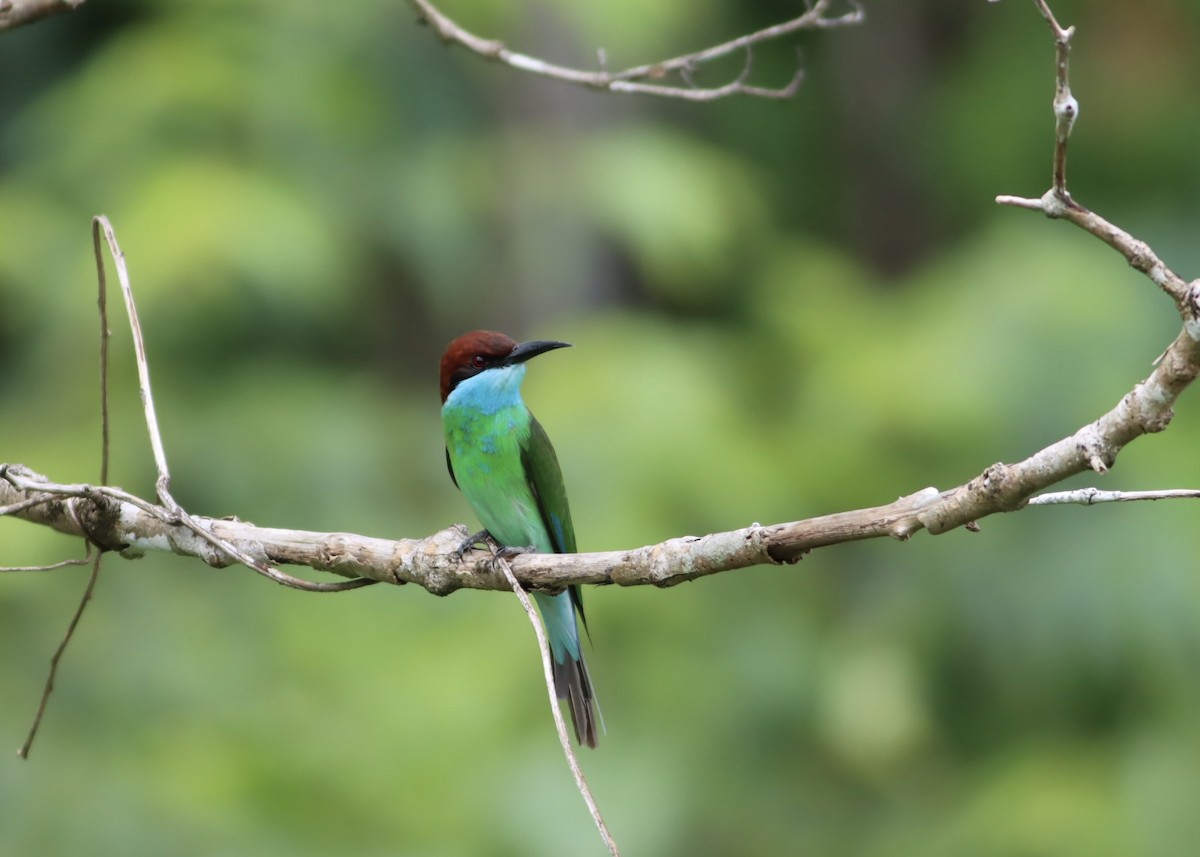 ルリノドハチクイ - ML646670859