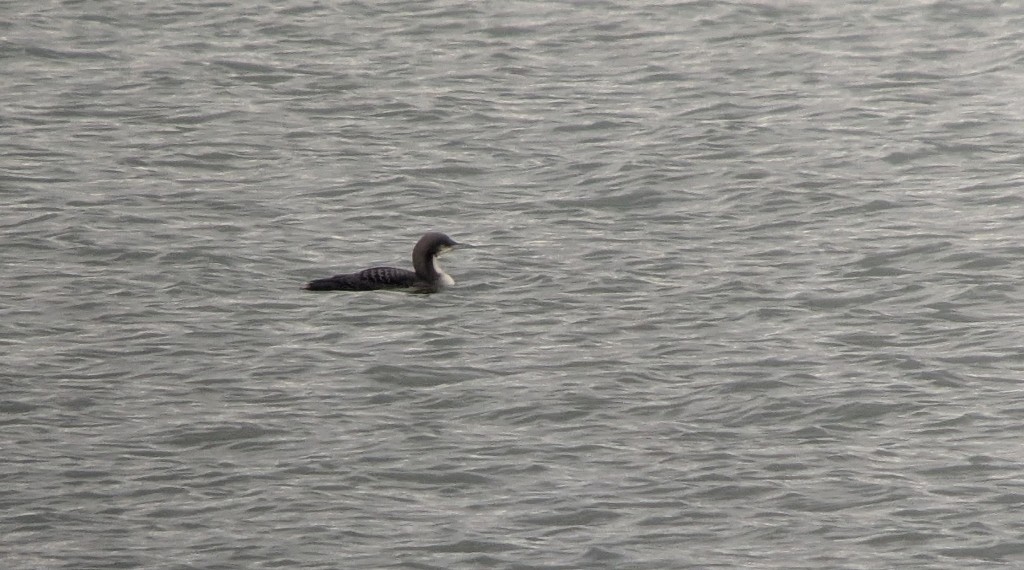 Pacific Loon - ML646670860