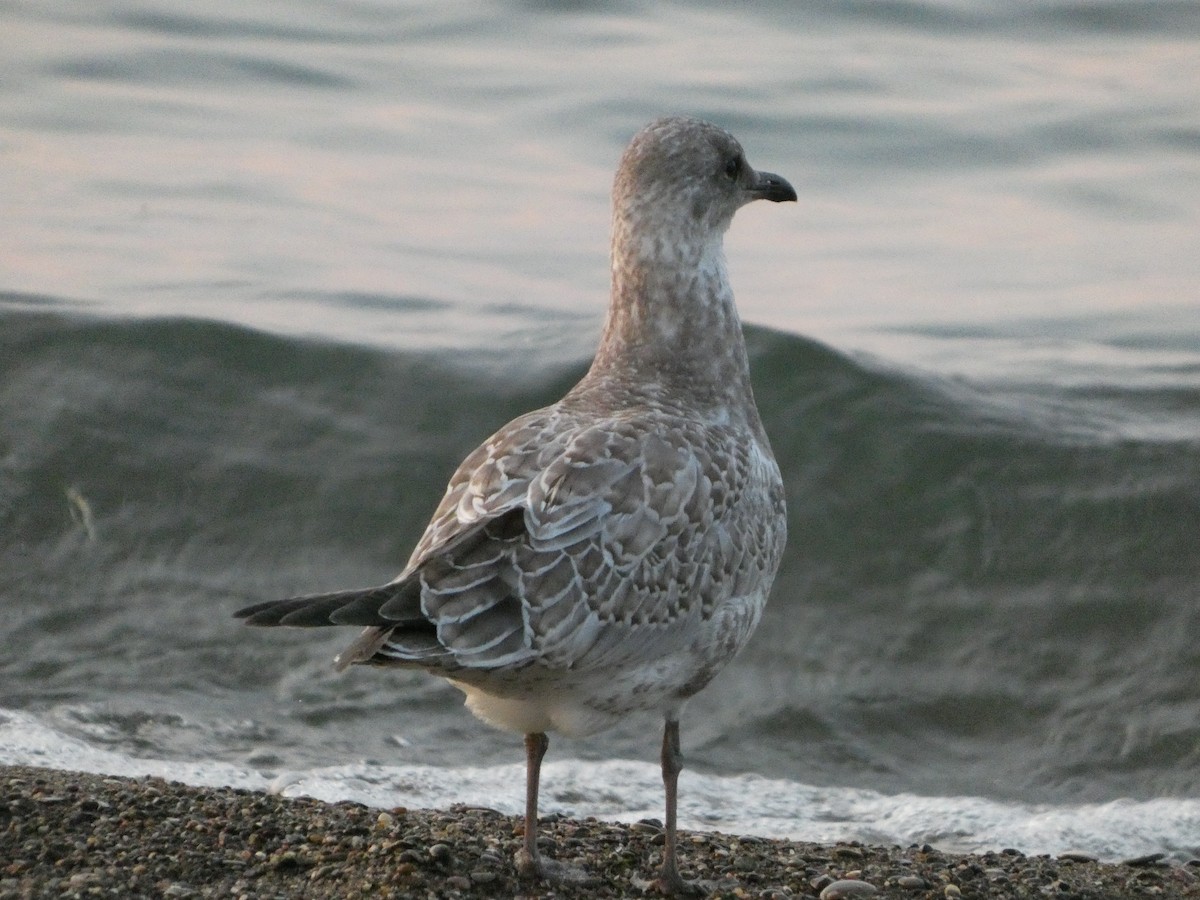 クロワカモメ - ML646670861