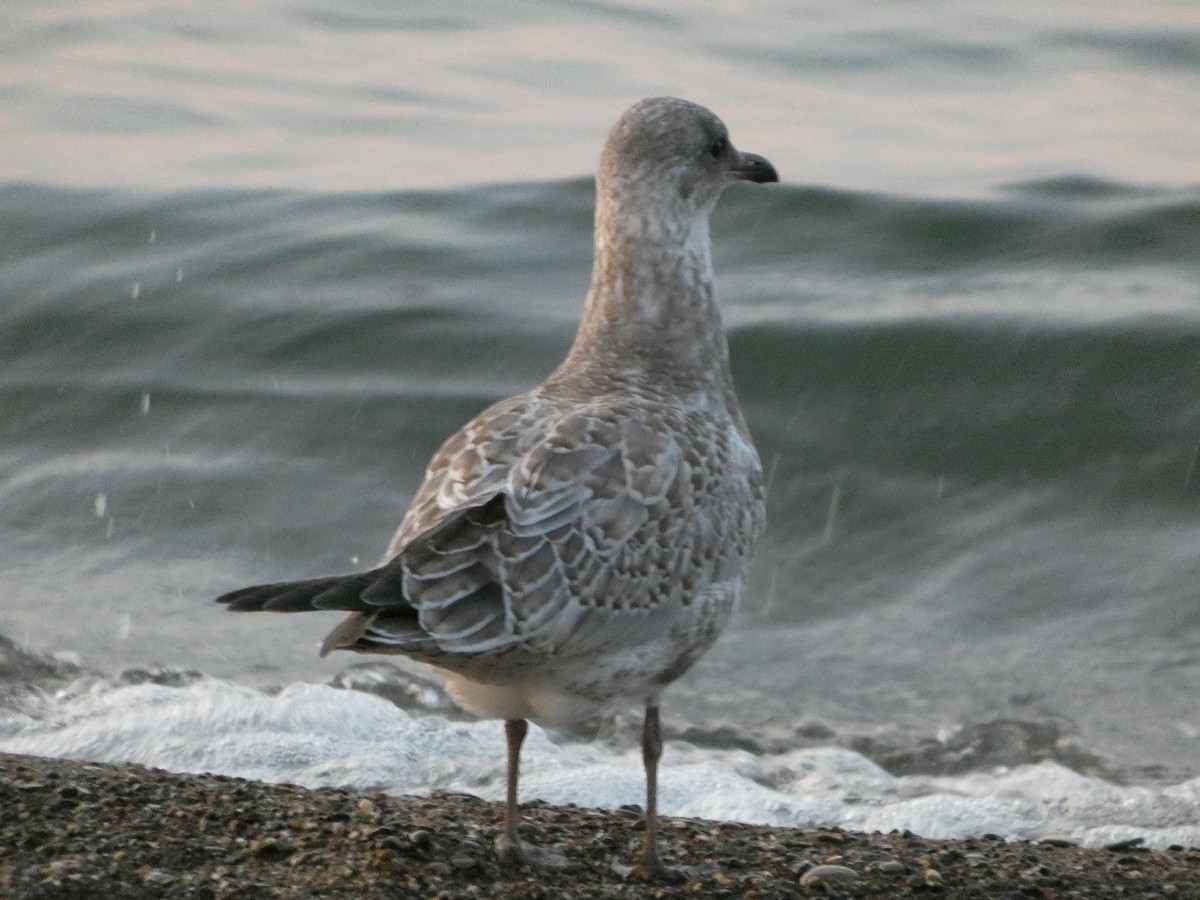 クロワカモメ - ML646670862