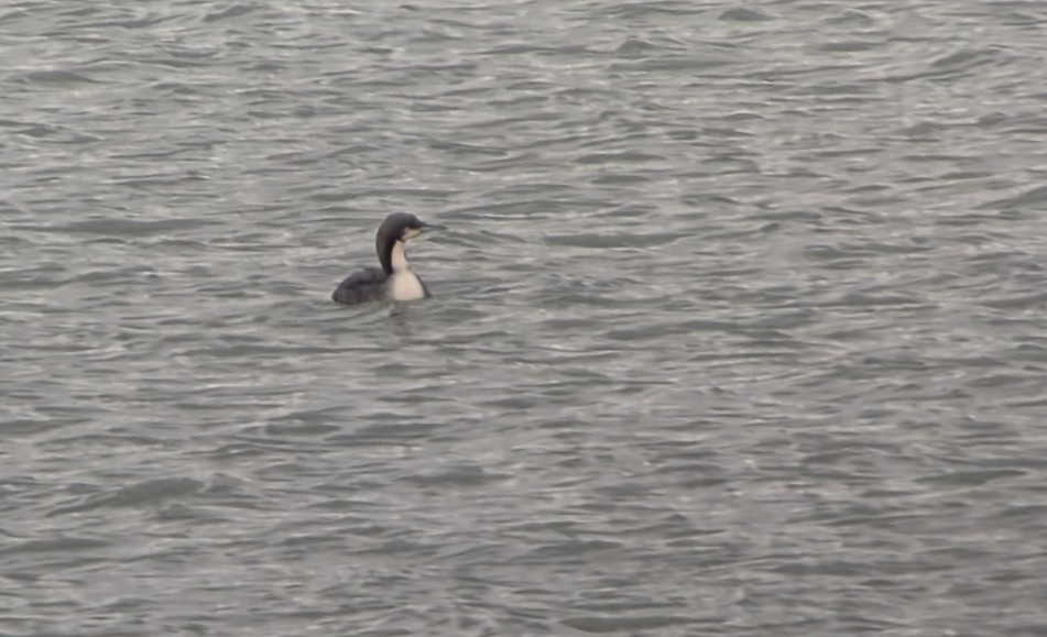 Pacific Loon - ML646670863