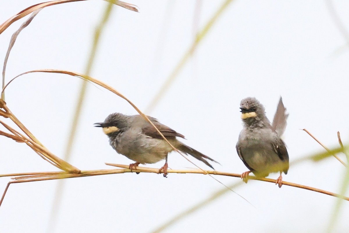 ノドジロハウチワドリ - ML646670864