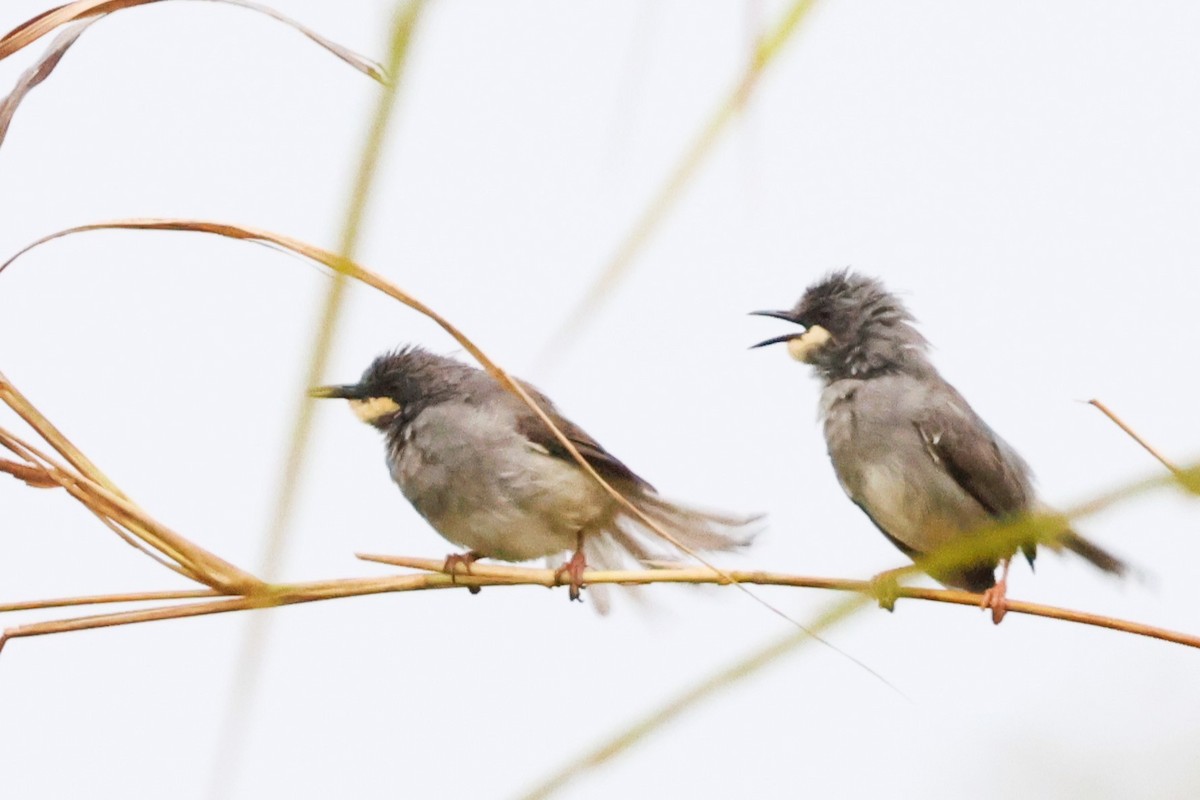 ノドジロハウチワドリ - ML646670865