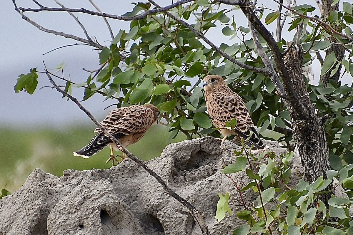 メジロチョウゲンボウ - ML646670866