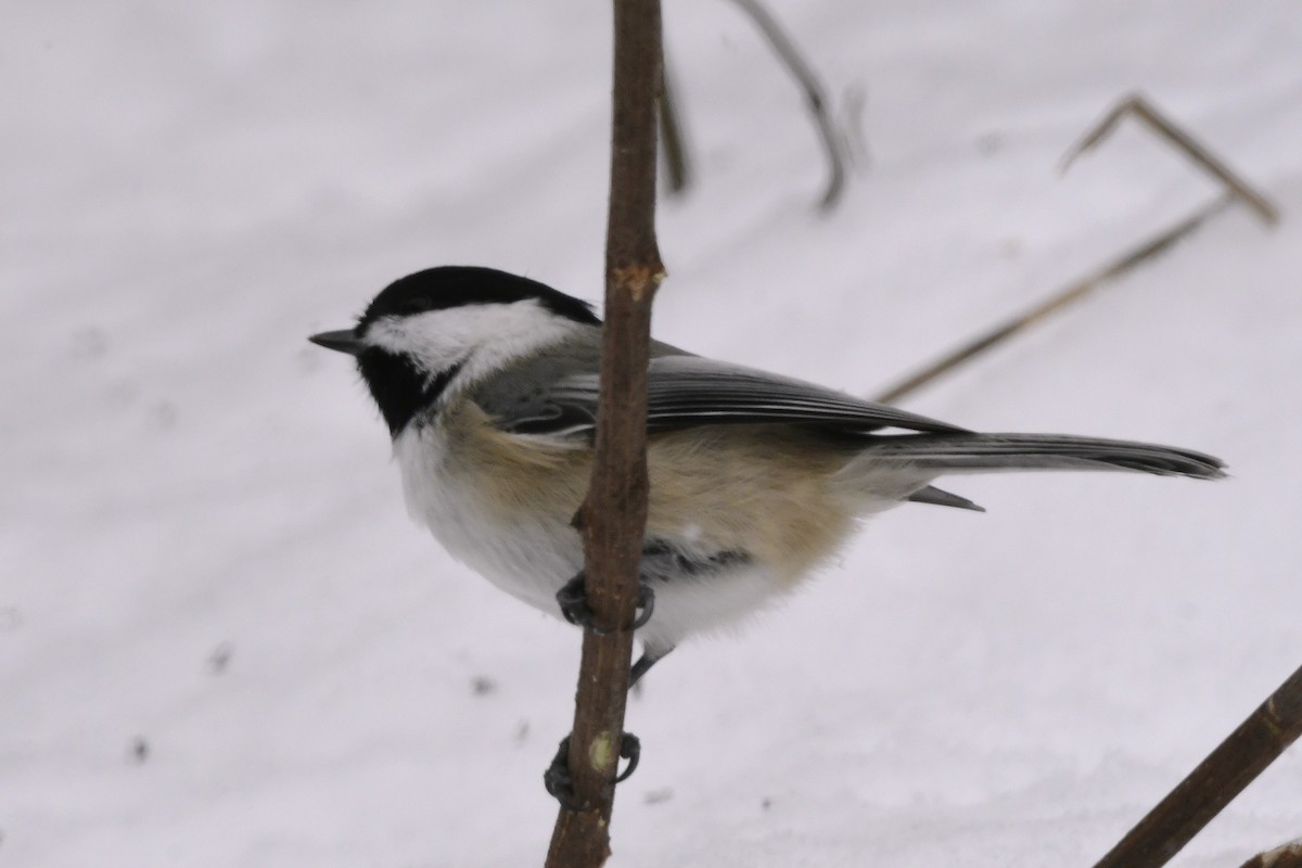 アメリカコガラ - ML646670867