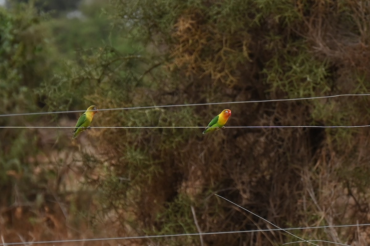 雑種 ルリゴシボタンインコ ｘ キエリボタンインコ - ML646670868