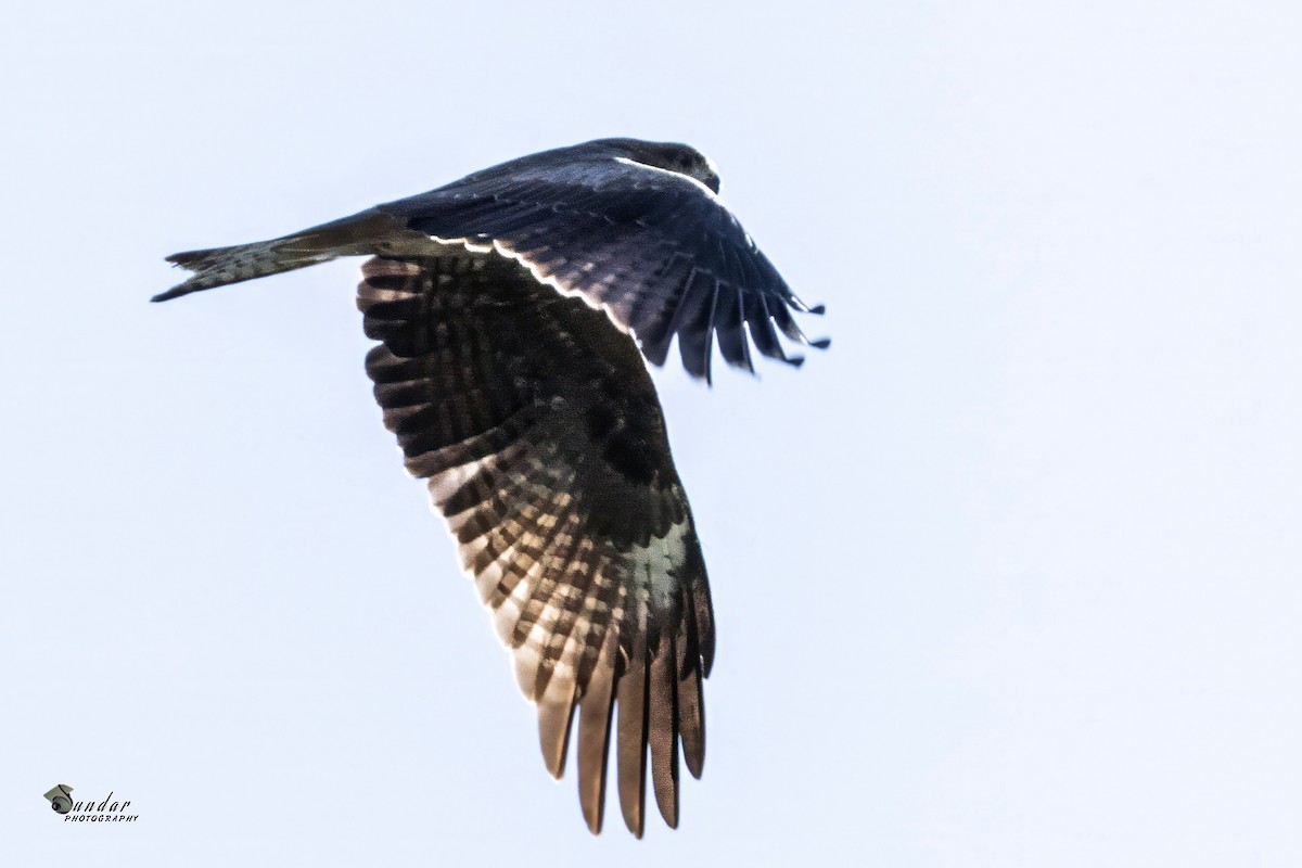 トビ - ML646670869