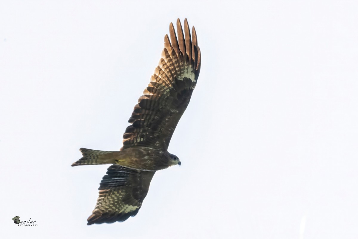 トビ - ML646670870