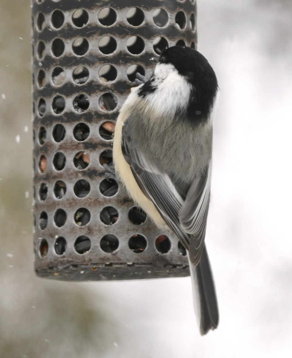 アメリカコガラ - ML646670871