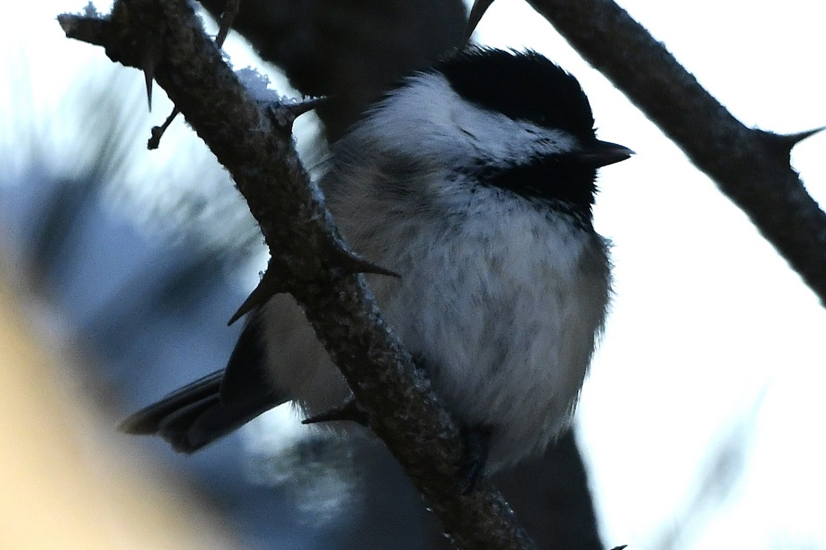 アメリカコガラ - ML646670872