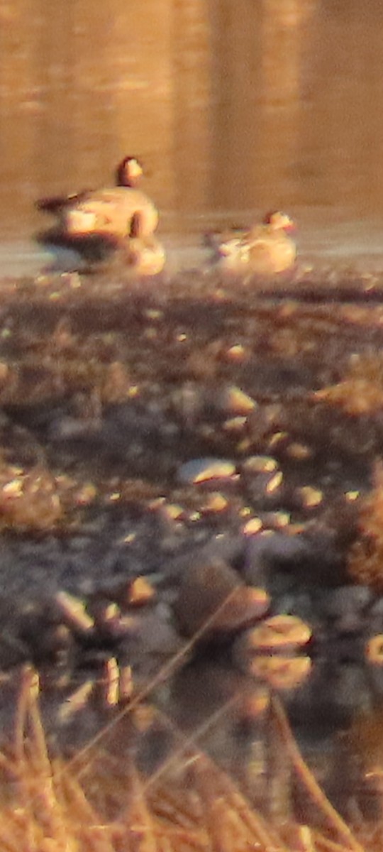 Greater White-fronted Goose - ML646670874