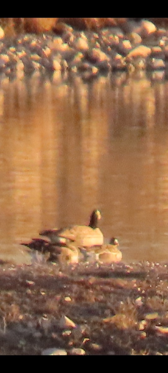 Greater White-fronted Goose - ML646670875
