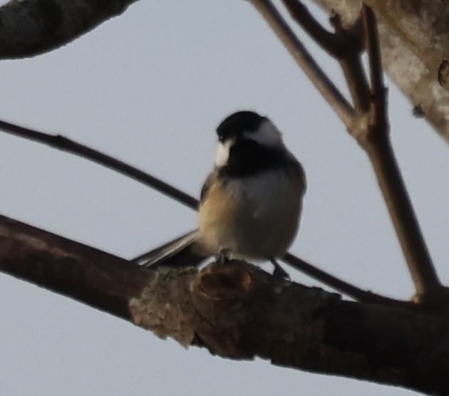 アメリカコガラ - ML646670876