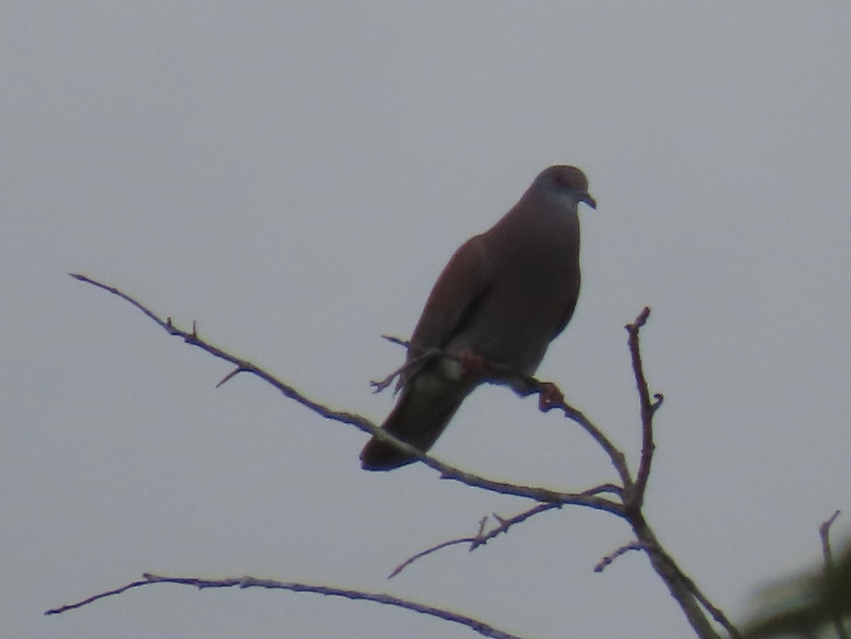 ムラサキバト - ML646670878