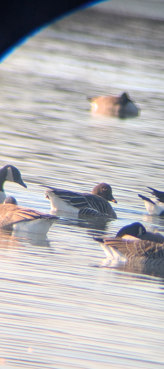 Tundra Bean-Goose - ML646670879