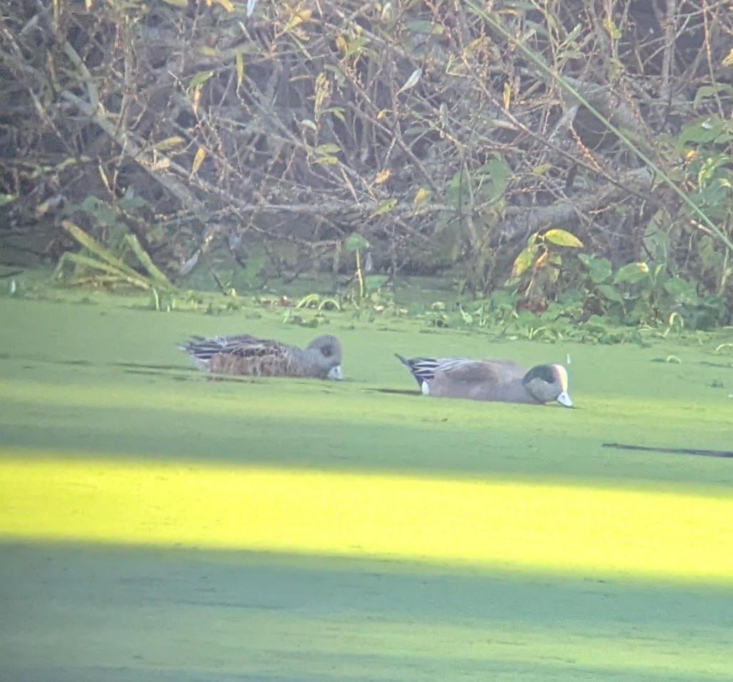 アメリカヒドリ - ML646670881