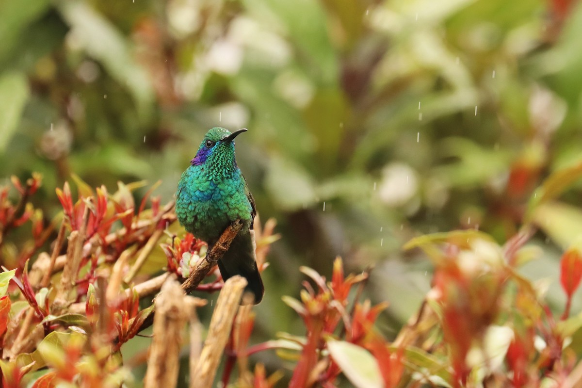 ヒメミドリハチドリ - ML646670884