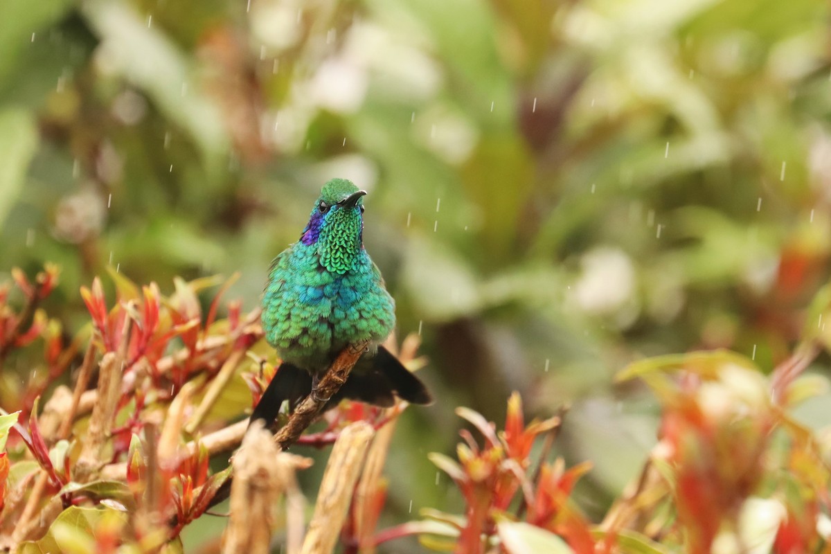 ヒメミドリハチドリ - ML646670885