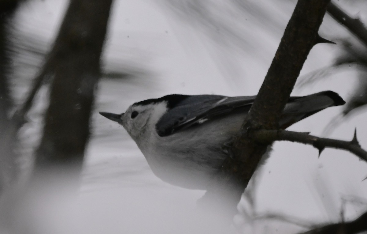 ムナジロゴジュウカラ - ML646670887