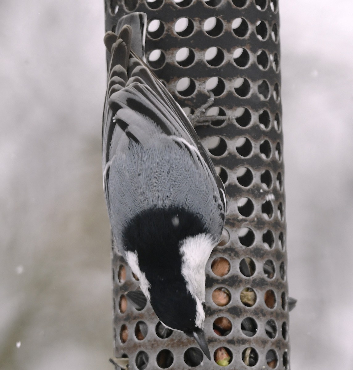 ムナジロゴジュウカラ - ML646670888