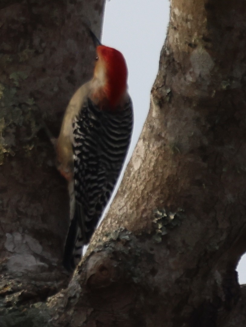 Red-bellied Woodpecker - ML646670894
