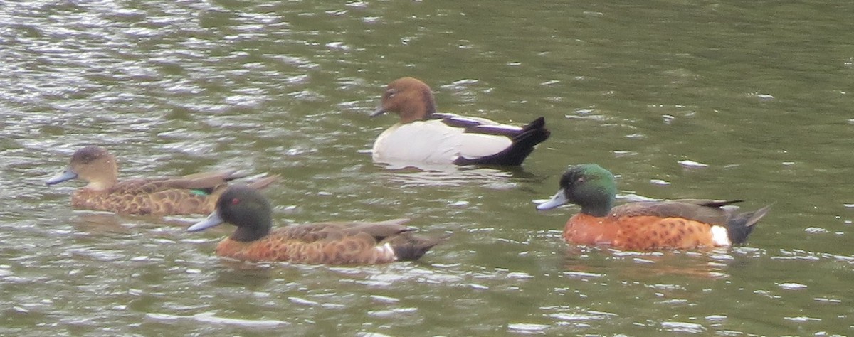 Maned Duck - ML646670898