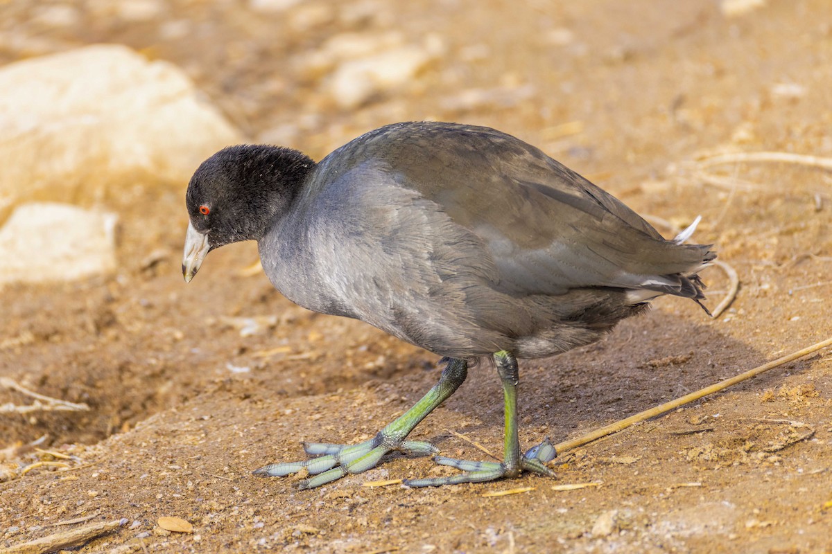 Indianerblässhuhn - ML646670899