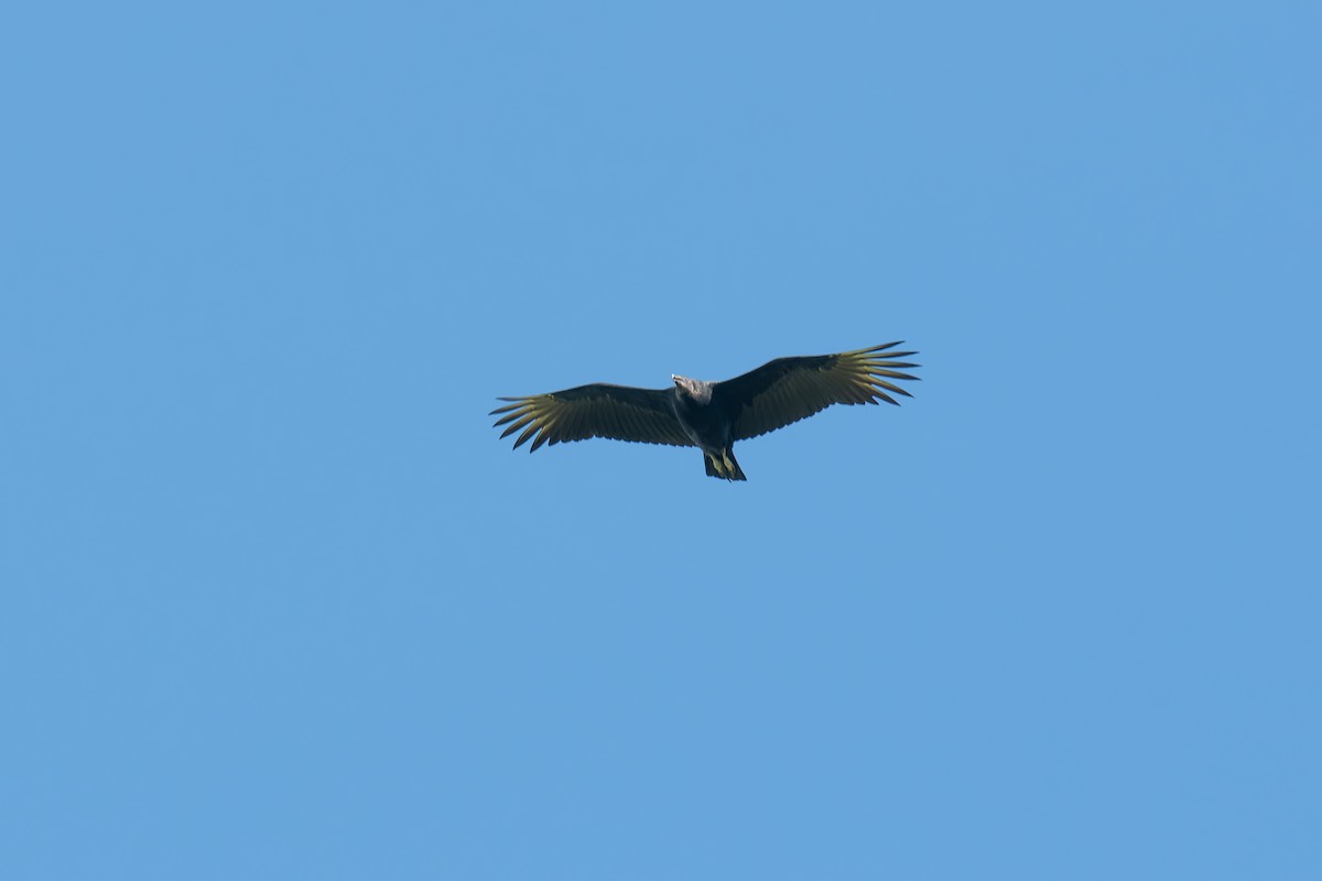 Black Vulture - ML646670903