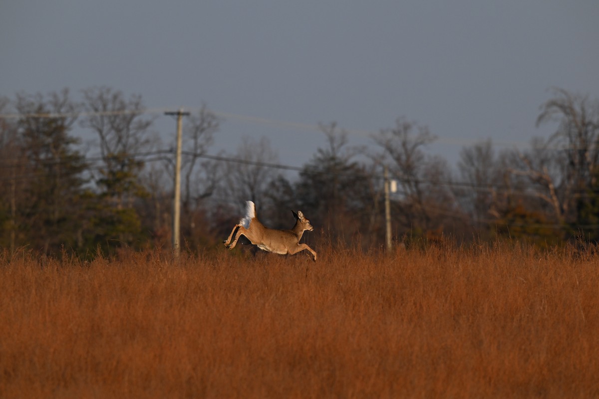 Animals - ML646670904