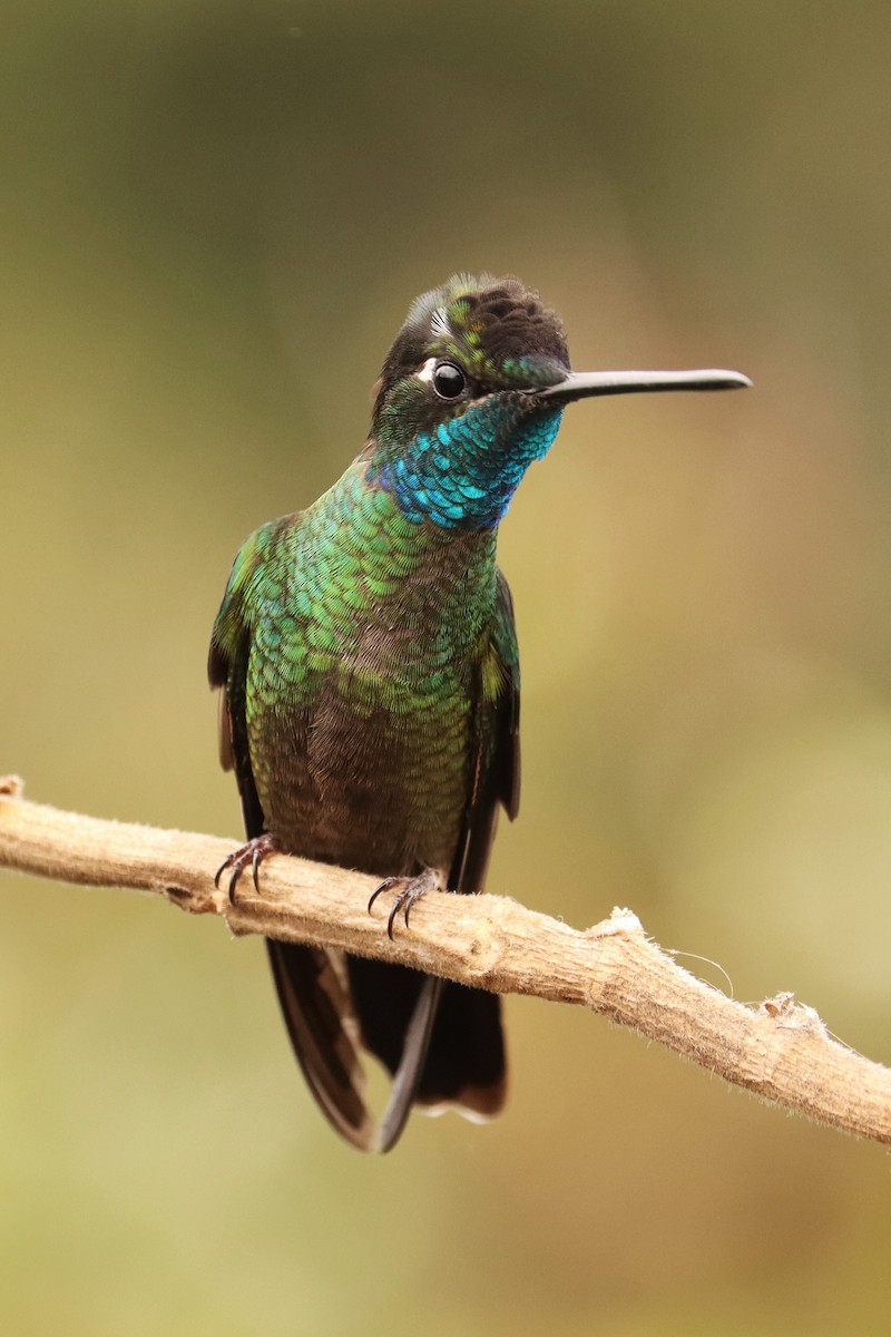 Talamanka Kolibrisi - ML646670905