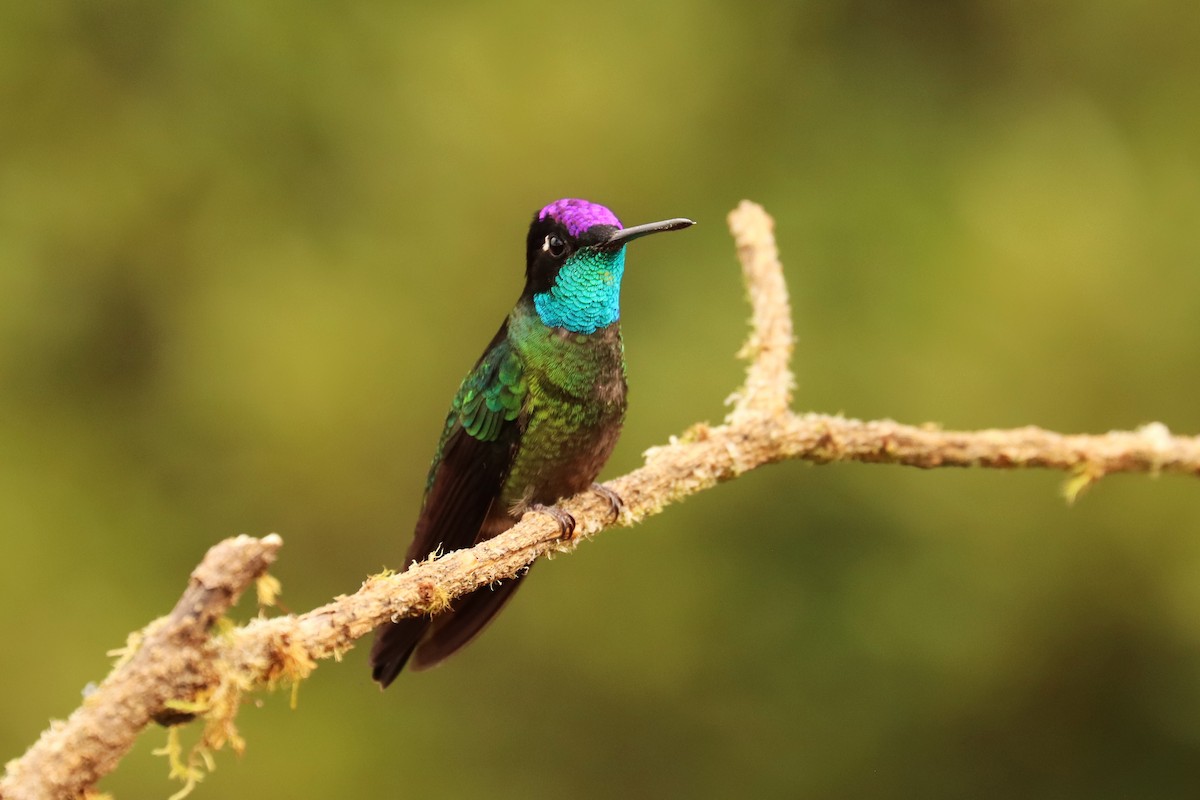 Talamanka Kolibrisi - ML646670906