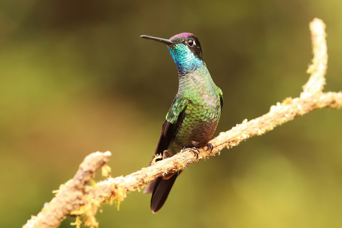 Talamanka Kolibrisi - ML646670907