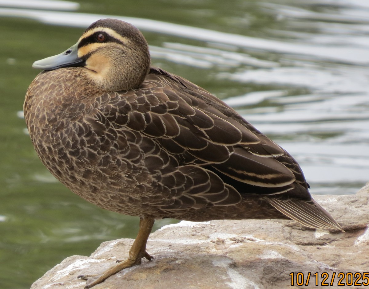 Pacific Black Duck - ML646670909