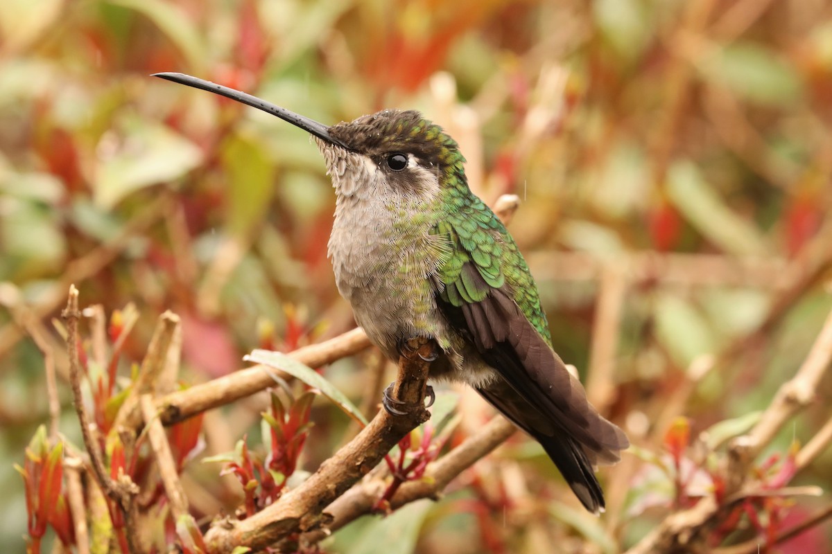 Talamanka Kolibrisi - ML646670910