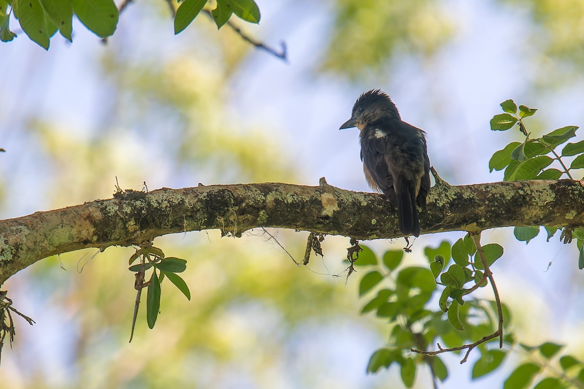 フナシカザリドリモドキ - ML646670912