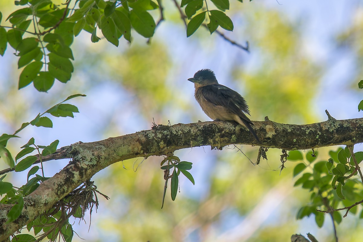 フナシカザリドリモドキ - ML646670913