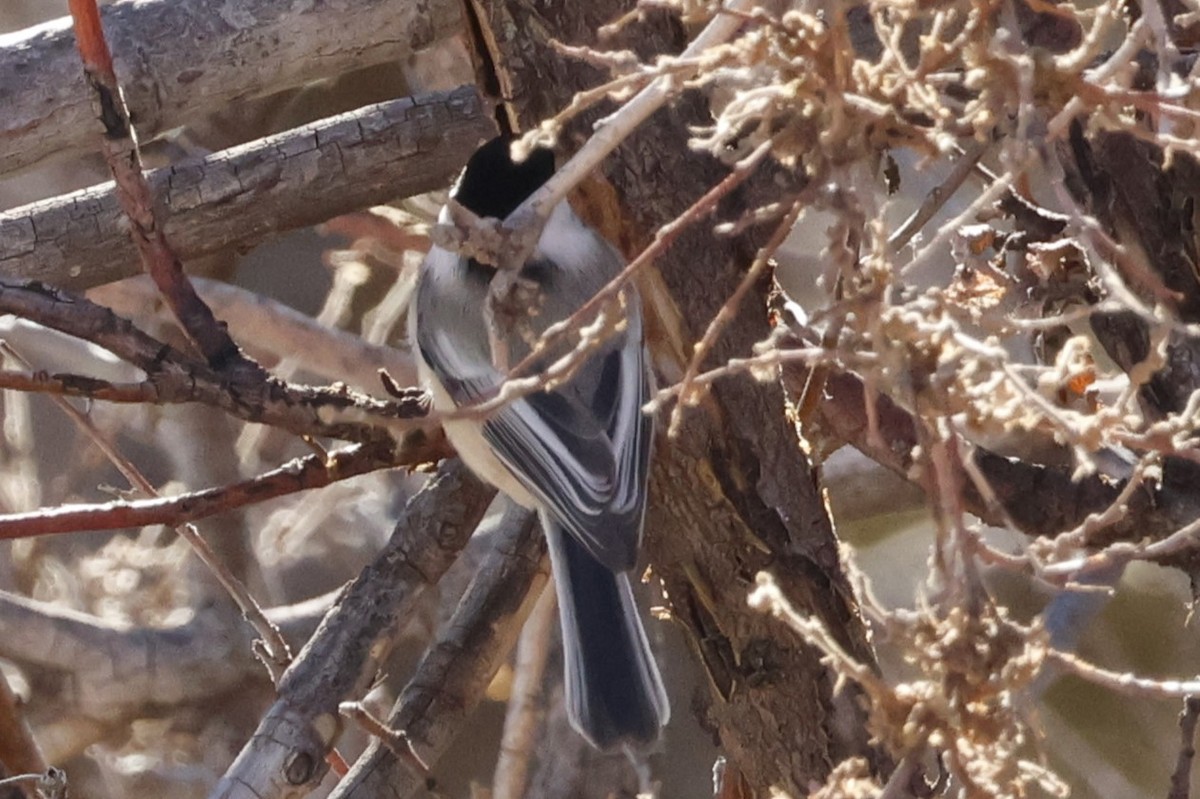 sýkora černohlavá - ML646670914