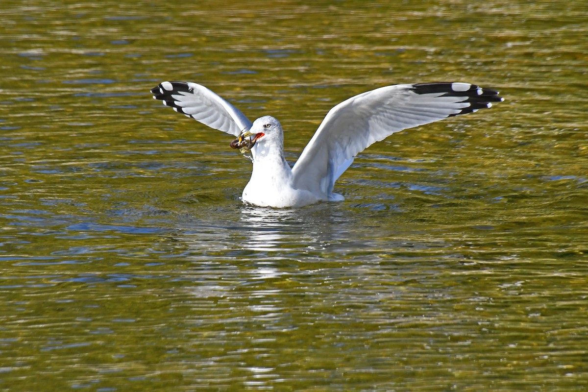 Goéland à bec cerclé - ML646670916