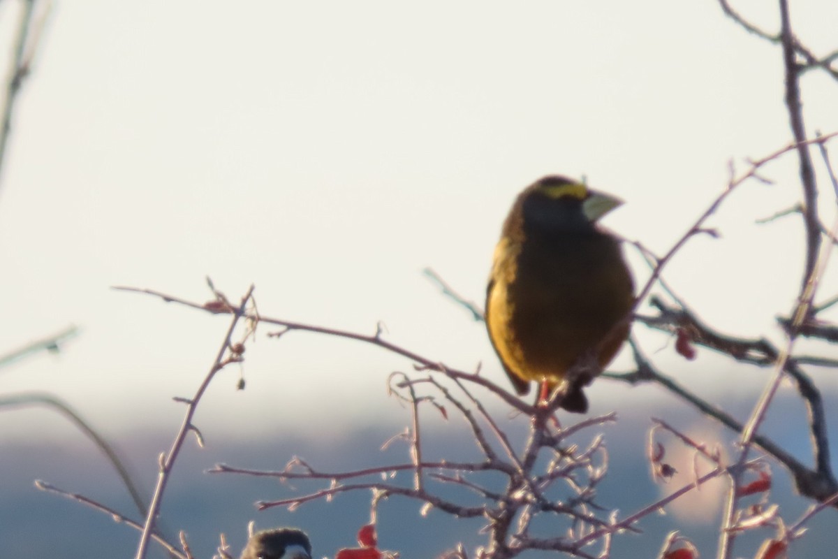 Evening Grosbeak - ML646670917