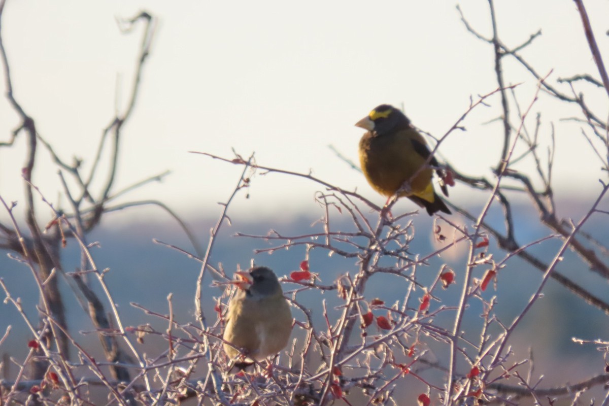 Evening Grosbeak - ML646670918