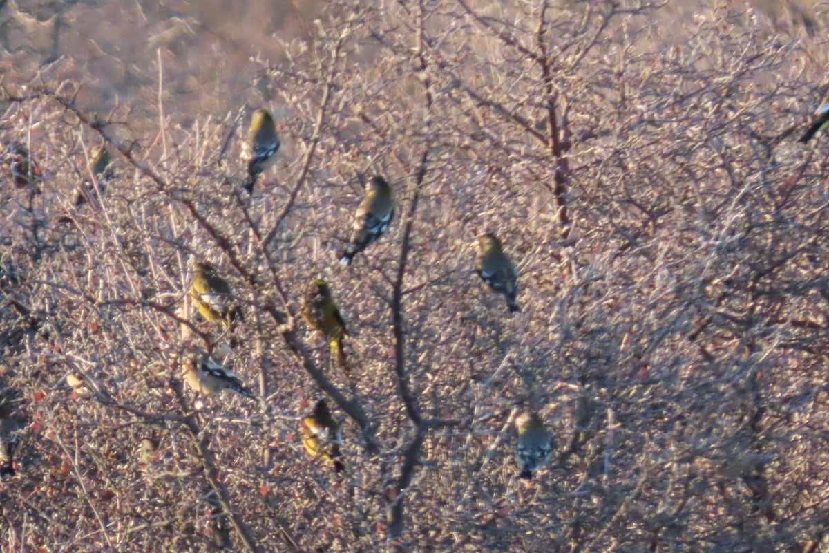 Evening Grosbeak - ML646670919