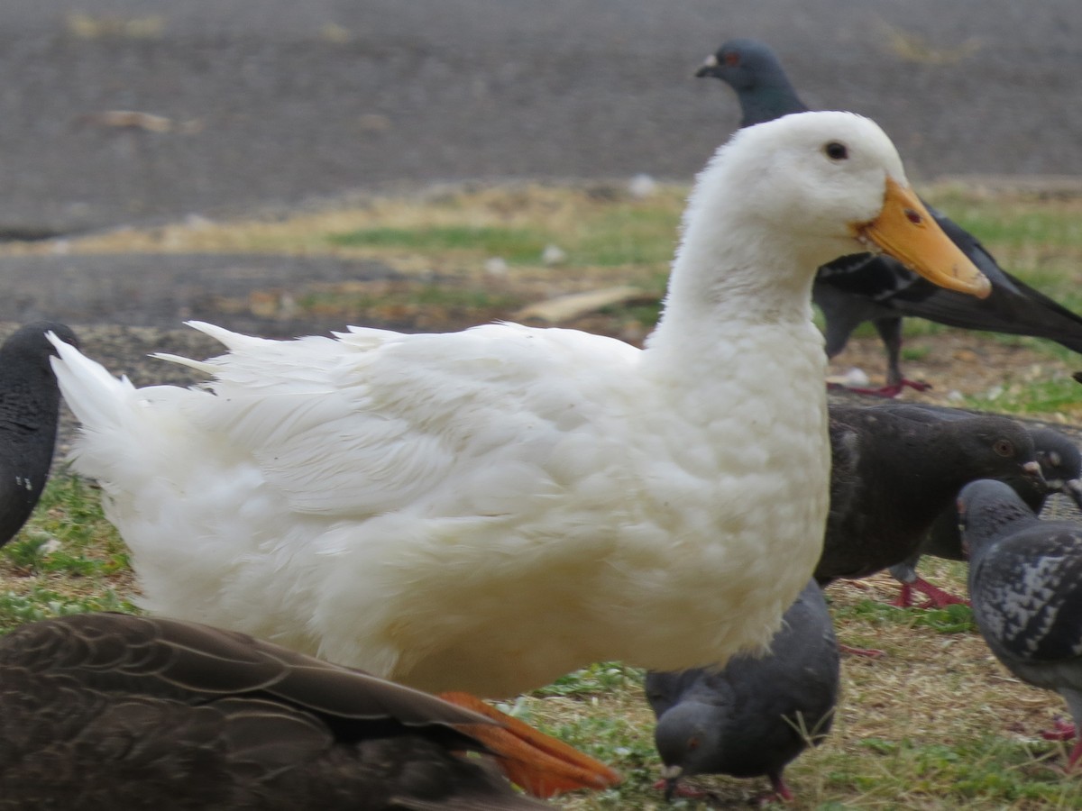 綠頭鴨(馴化) - ML646670920