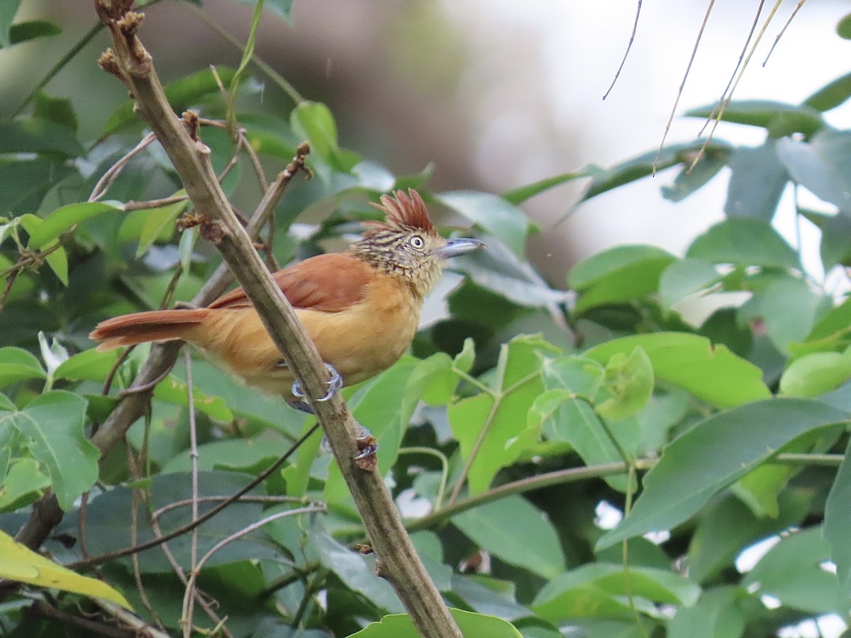 Barred Antshrike - ML646670921