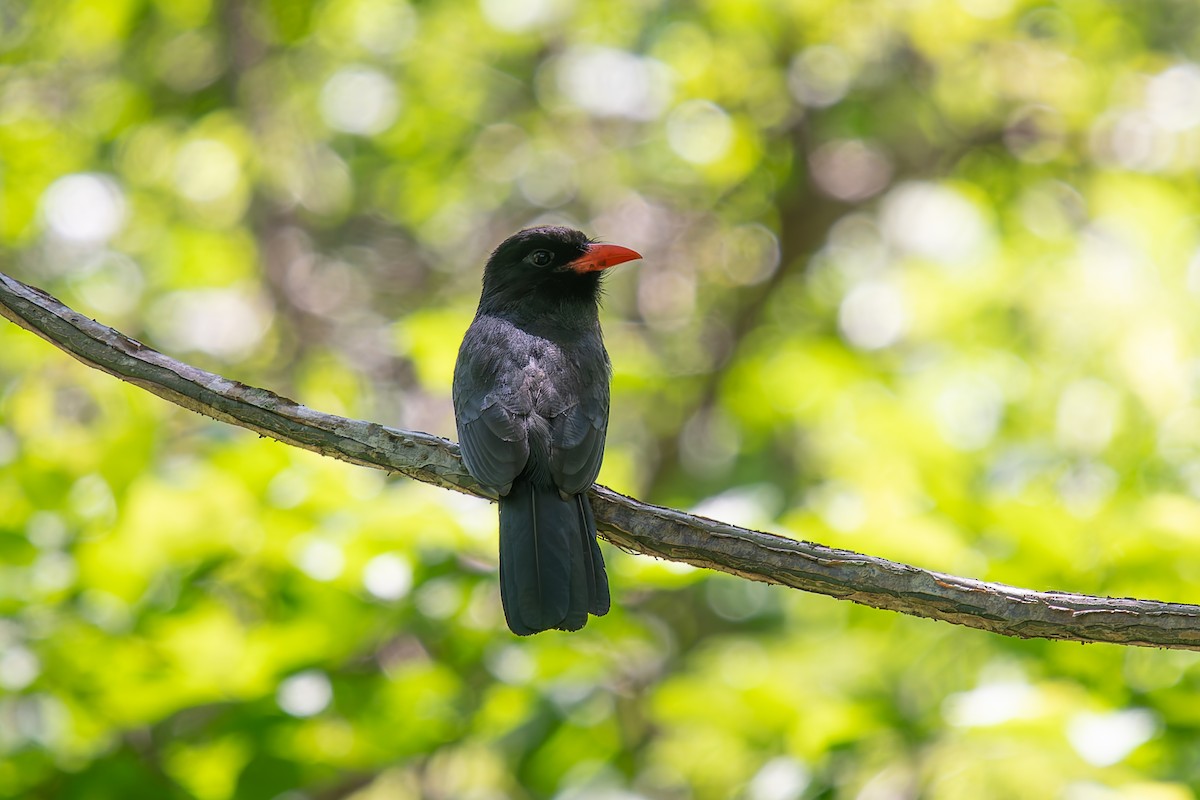 クロビタイアマドリ - ML646670923