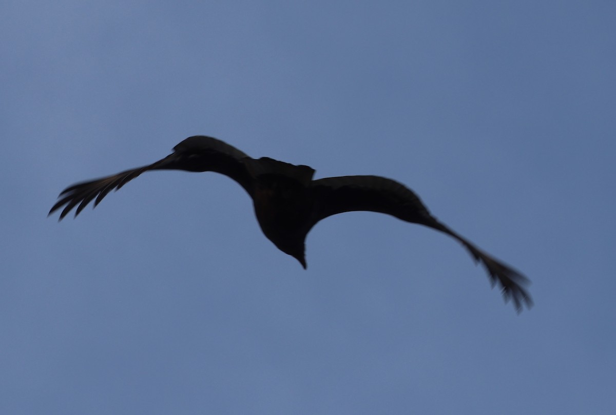 Turkey Vulture - ML646670924