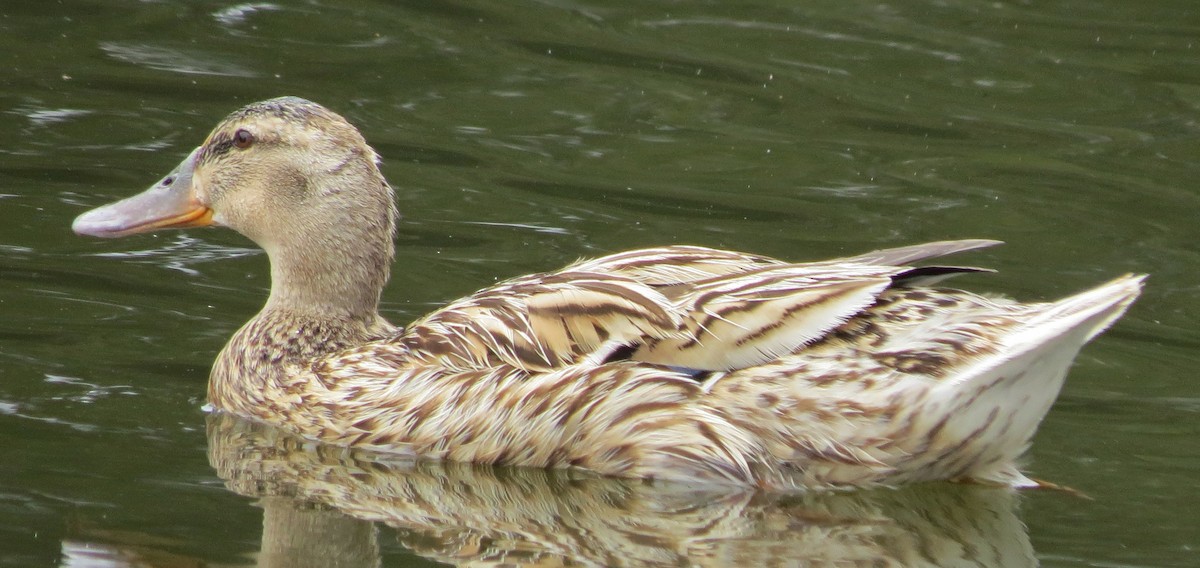 Pacific Black Duck x Mallard (hybrid) - ML646670930