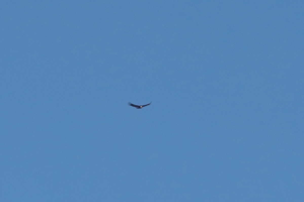 コンドル - ML646670931