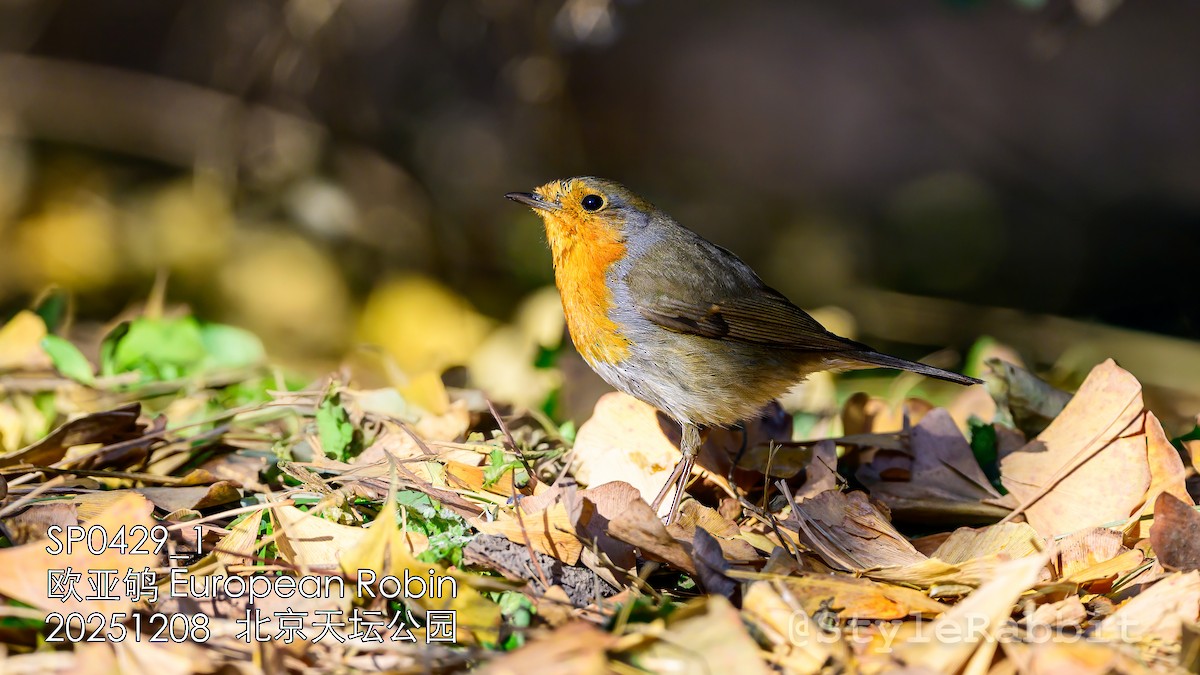 אדום חזה - ML646670933